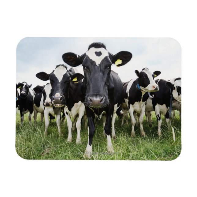 Imán Vacas de pie en fila mirando la cámara (Horizontal)