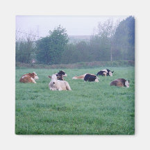 Imán - Vacas - En color