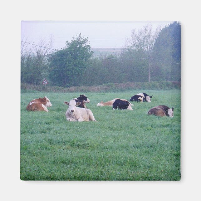 Imán - Vacas - En color (Frente)