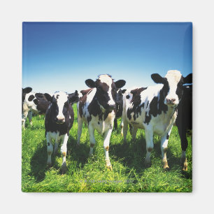 Imán Vacas en el campo, ciudad de Betsukai, Hokkaido