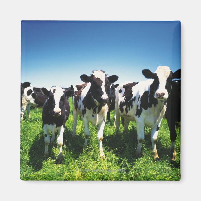 Imán Vacas en el campo, ciudad de Betsukai, Hokkaido (Frente)