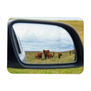 Imán Vacas en el espejo