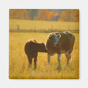 Imán Vacas en el pasto