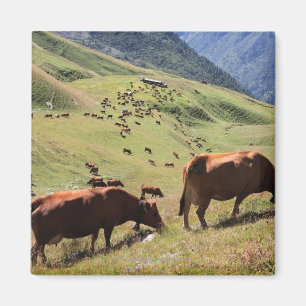 Imán vacas en el valle de Tarentaise - raza de Tarine