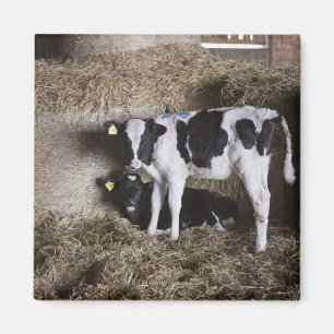 Imán Vacas en granero 3