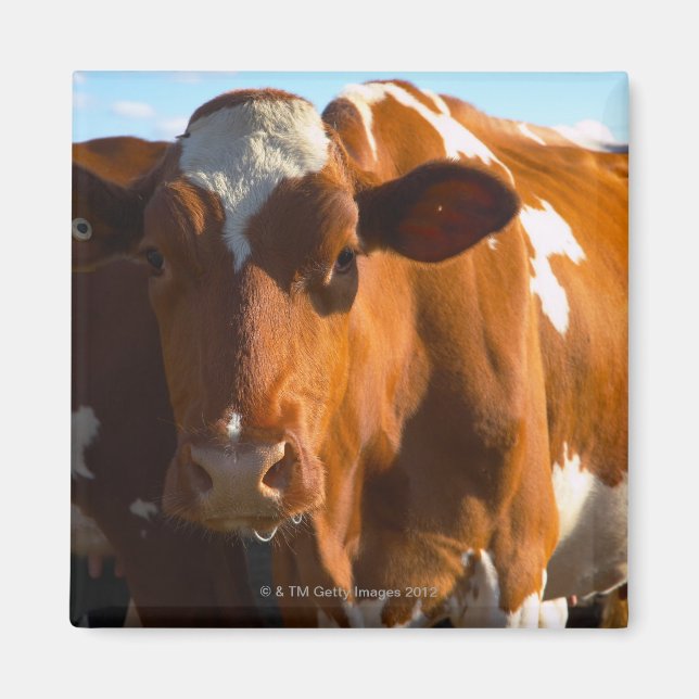 Imán Vacas en la granja (Frente)