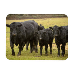 Imán Vacas en la lluvia