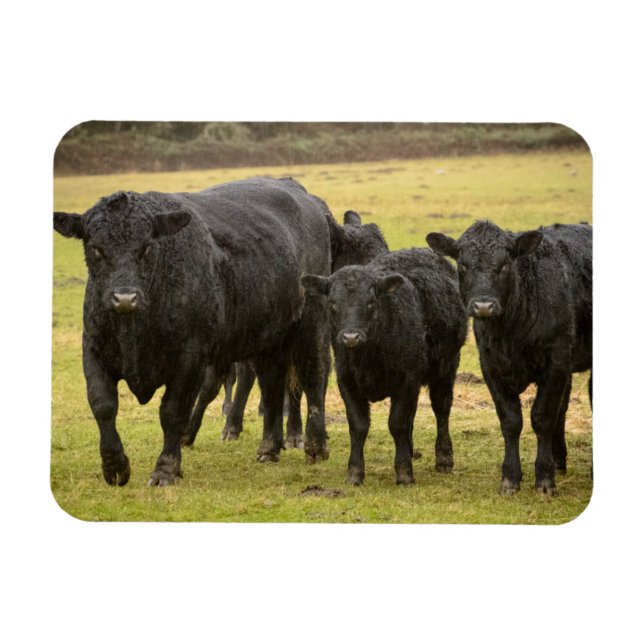Imán Vacas en la lluvia (Horizontal)