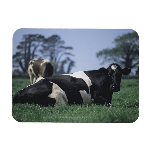 Imán vacas en un pasto (Horizontal)