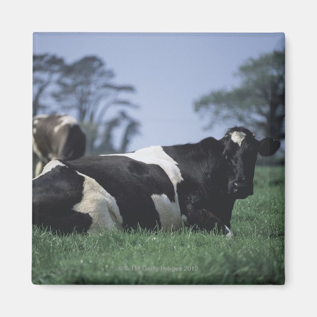 Imán vacas en un pasto (Frente)
