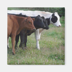 Imán Vacas en una fila