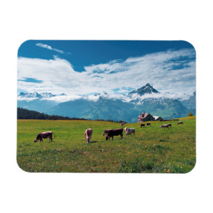 Imán Vacas felices en la granja en Suiza