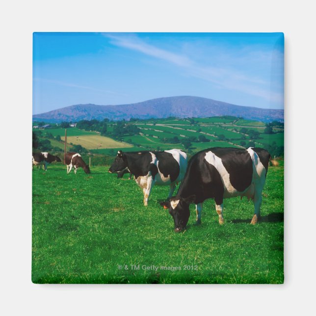 Imán Vacas Holstein-Friesias cerca de Borris, Condado (Frente)