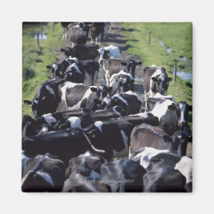 Imán Vacas lecheras de Fresian, aguardando el ordeño,