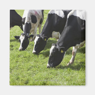 Imán Vacas lecheras que pastan en pasto