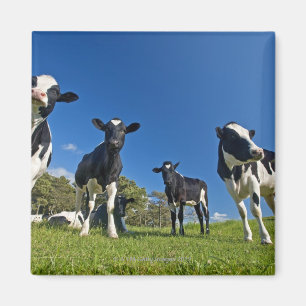 Imán Vacas que alimentan en pasto