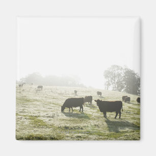 Imán Vacas que pastan en campo en luz de la mañana