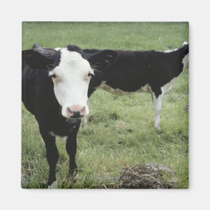 Imán Vacas que pastan en el prado, Nueva Escocia,