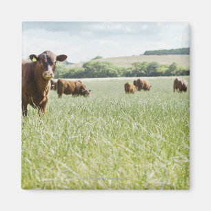 Imán Vacas que se colocan en prado