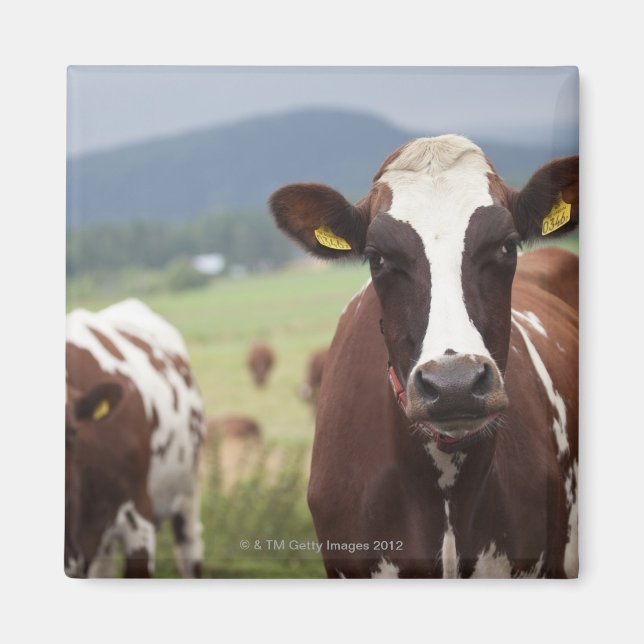 Imán Vacas rayas (Frente)