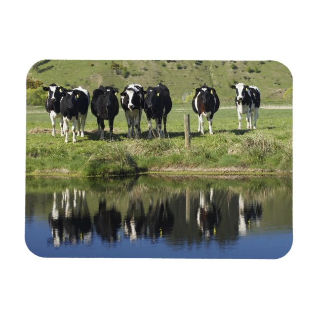 Imán Vacas reflejadas en el canal, Henley, la llanura d (Horizontal)