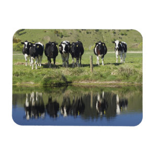 Imán Vacas reflejadas en el canal, Henley, llanura de T