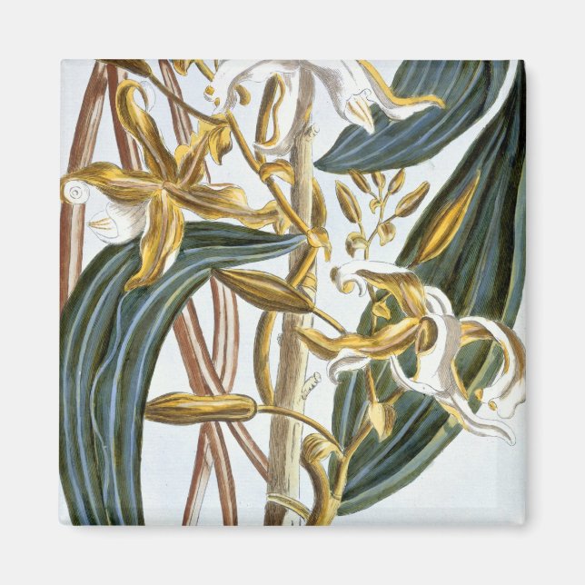 Imán Vainilla pods, placa 65, de 'Collection Precieuse (Frente)