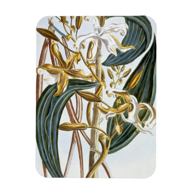 Imán Vainilla pods, placa 65, de 'Collection Precieuse (Vertical)