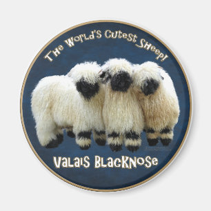 Imán Valais Blacknose - ¡La oveja más guapa del mundo!