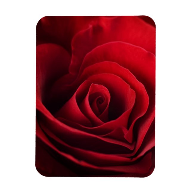 Imán Valentine Red Rose (Vertical)