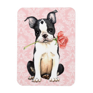 Imán Valentine Rosa Boston Terrier