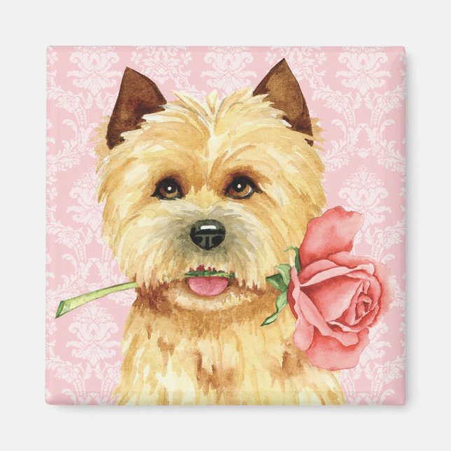 Imán Valentine Rosa Cairn Terrier Magnet (Frente)
