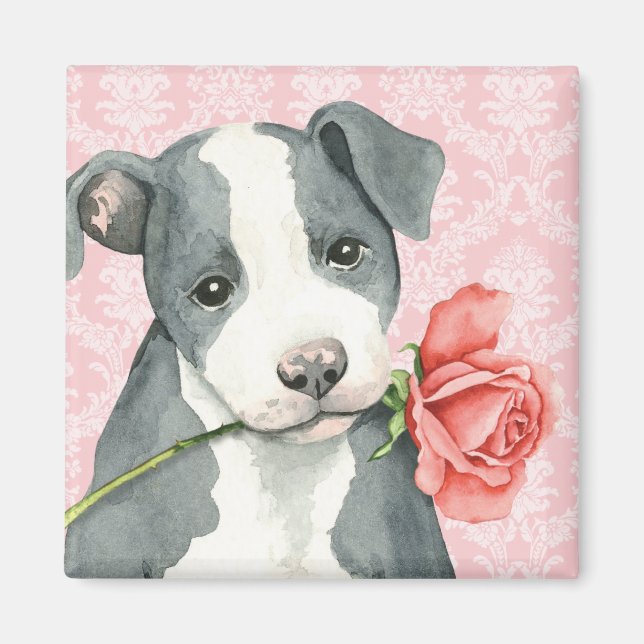 Imán Valentine Rosa Pit Bull (Frente)