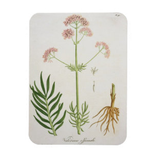 Imán Valeriana de "Phytographie Medicale" por el Ro de