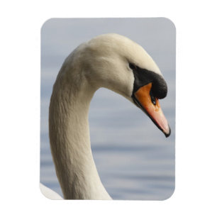 Imán Vancouver, Parque Stanley, Cisne Mudo (Cygnus olor