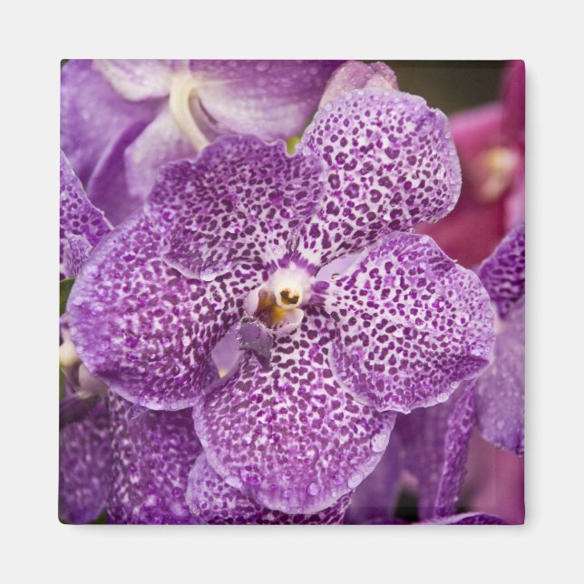 Imán Vanda Orchid (Frente)
