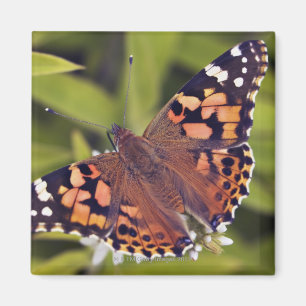 Imán vanessa cardui - Europa, Alemania, Baviera,