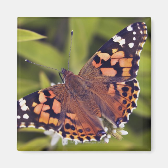 Imán vanessa cardui - Europa, Alemania, Baviera, (Frente)