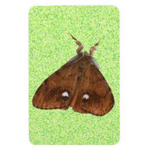 Imán Vapourer Moth Premium Magnet