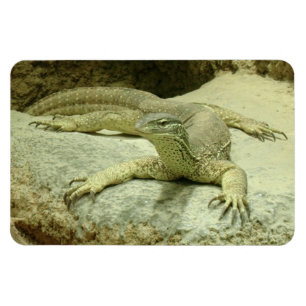 Imán Varanus gouldii