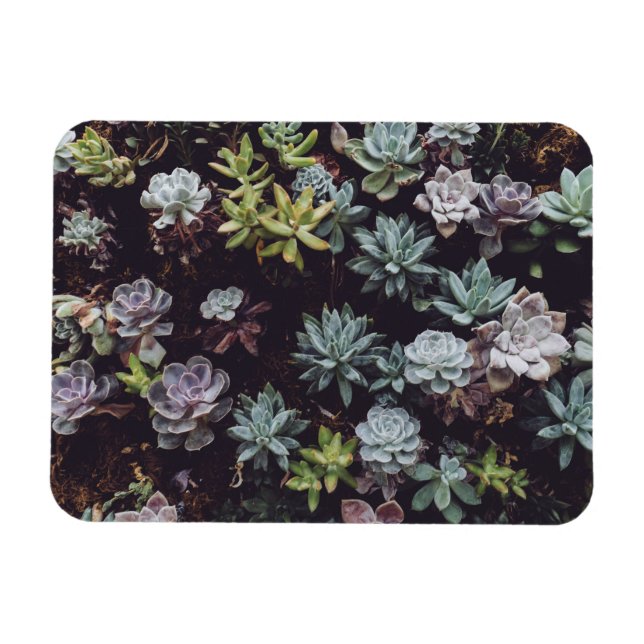 Imán Variación de pequeñas plantas suculentas (Horizontal)