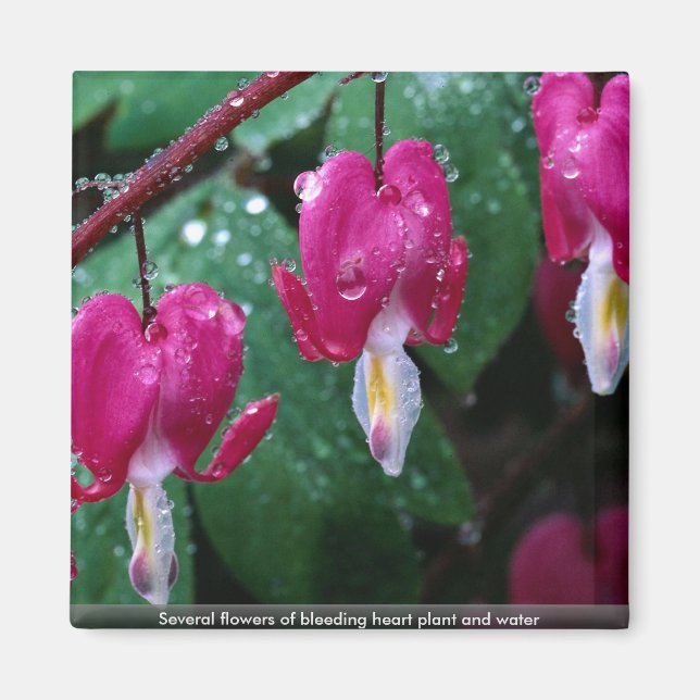 Imán Varias flores de planta cardíaca sangrante y agua (Frente)