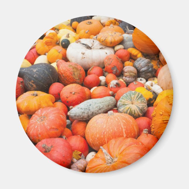Imán Variedad de calabaza a la venta, Alemania (Frente)