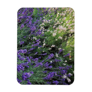 Imán Variedad de Lavender