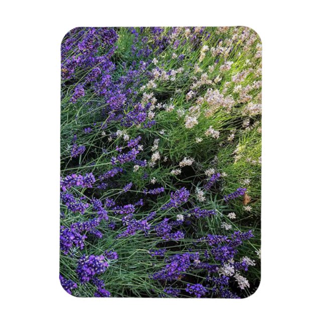 Imán Variedad de Lavender (Vertical)