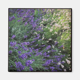 Imán Variedad de Lavender