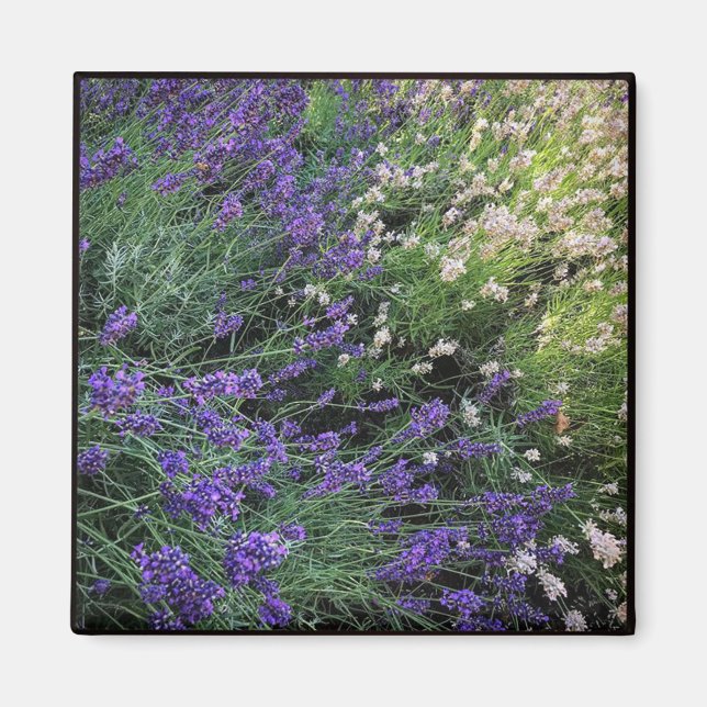 Imán Variedad de Lavender (Frente)