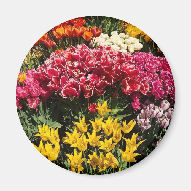 Imán Variedad de tulipanes (Frente)