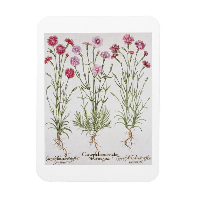 Imán Variedades de Dianthus, del 'Hortus Ey (Vertical)