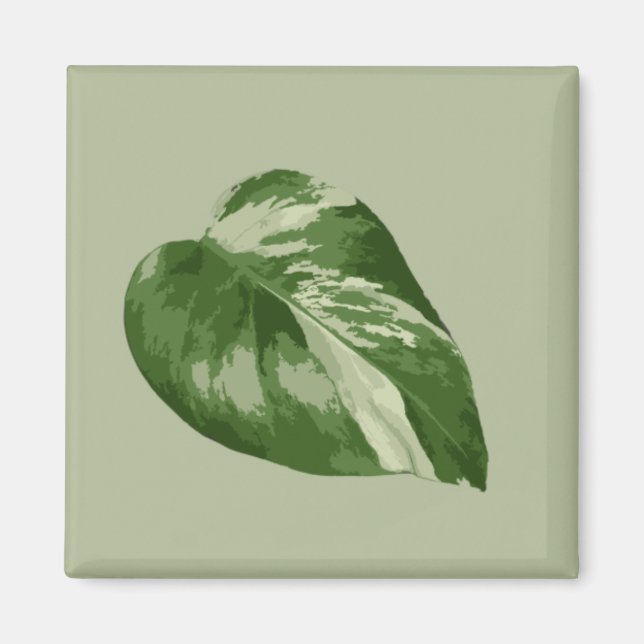 Imán Variegated Monstera Albo Magnet (Frente)